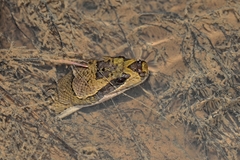 Homalopsis buccata