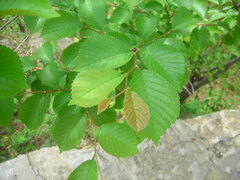 Ulmus macrocarpa