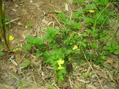 Potentilla flagellaris