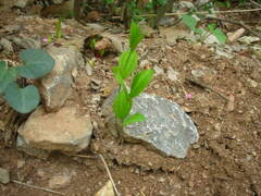 Stemona sessilifolia