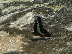 Graphium sarpedon nipponum