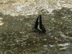 Graphium sarpedon nipponum
