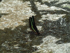 Graphium sarpedon nipponum