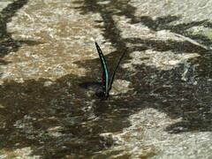 Graphium sarpedon nipponum