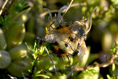 Dejeania bombylans