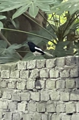 Copsychus saularis