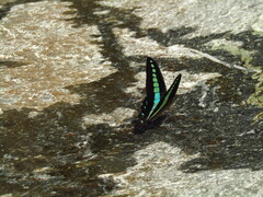 Graphium sarpedon nipponum