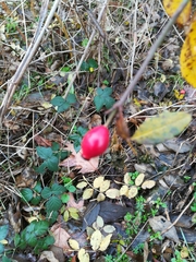 Rosa canina