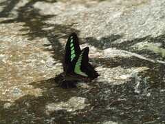 Graphium sarpedon nipponum