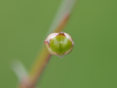 Scleromitrion brachypodum