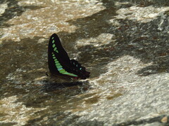 Graphium sarpedon nipponum