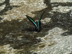 Graphium sarpedon nipponum