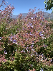 Salvia chamelaeagnea