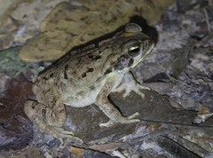 Rhinella marina