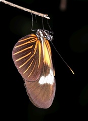 Heliconius xanthocles
