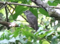 Lipaugus vociferans