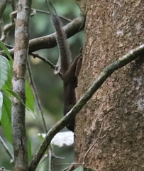 Microsciurus flaviventer