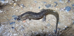 Desmognathus kanawha