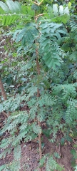 Vachellia cornigera