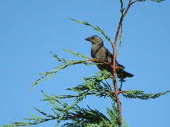 Molothrus bonariensis
