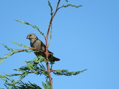 Molothrus bonariensis