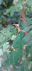 Vachellia cornigera
