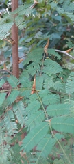 Vachellia cornigera