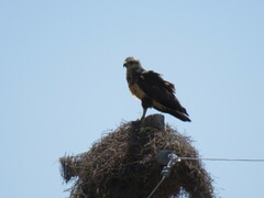 Buteogallus coronatus