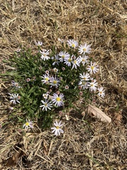Symphyotrichum divaricatum