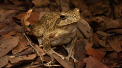 Chiromantis xerampelina