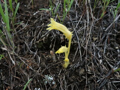 Aphyllon franciscanum