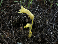 Aphyllon franciscanum