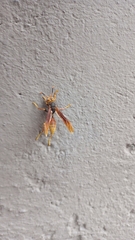 Polistes buyssoni