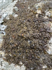 Xanthoparmelia pulla