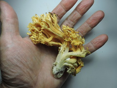 Ramaria cystidiophora