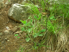 Pulsatilla chinensis
