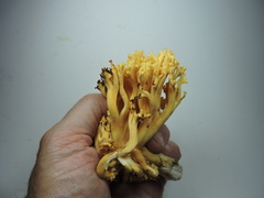 Ramaria cystidiophora