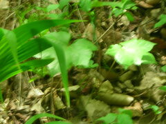 Kalopanax septemlobus