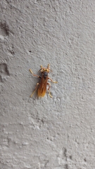 Polistes buyssoni