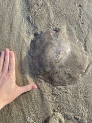 Rhopilema verrilli