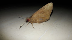 Erionota torus