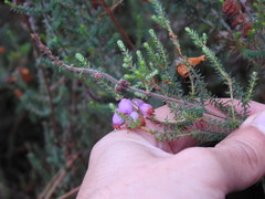 Erica ciliaris