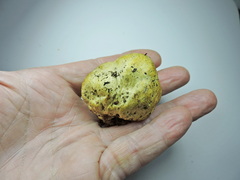 Truncocolumella citrina