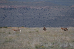 Damaliscus pygargus phillipsi