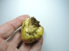 Truncocolumella citrina