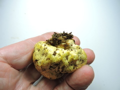 Truncocolumella citrina