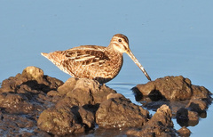 Gallinago