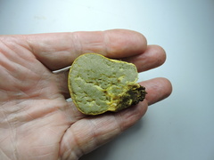 Truncocolumella citrina