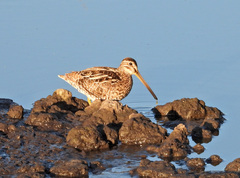 Gallinago