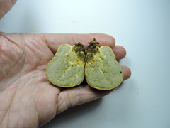 Truncocolumella citrina